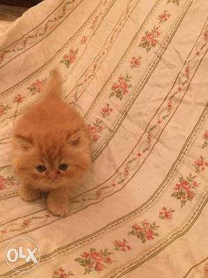 Cute and beautiful playfull Persian kittens for