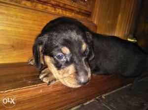 Dachshund female puppy available contact to  seven 11