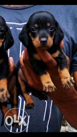 Dachshund high quality best puppies available