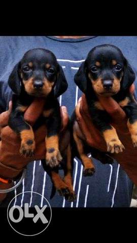 Dachsund show quality best puppies available
