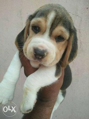 Dams Quality Tri-Color Beagle Puppy for sales