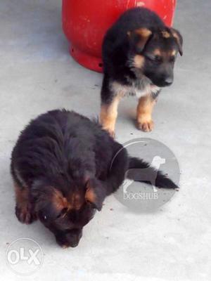 Dark color and duble coat German Shepherd Puppies