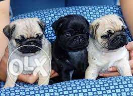 Dayalpetkannel - black/fawn color pug puppy for sell 30 days