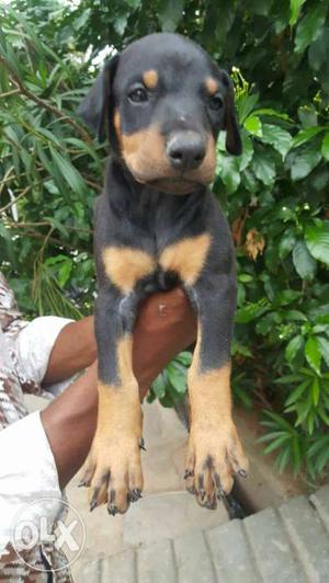 Doberman female puppy for sales good quality 40 days