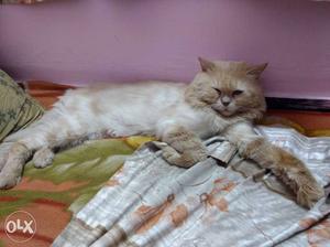 Doll face Persian cat for mating 1.8year price is