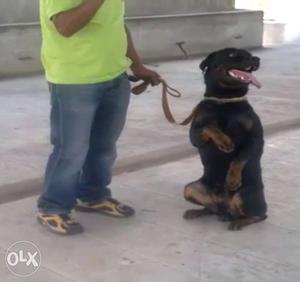 Doorstep dog training