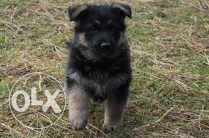 Double Coat Top Quality Gsd Female Pupp Available