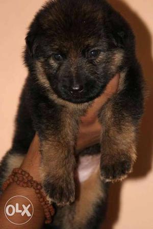 Double cot gsd puppy good quality pure breed
