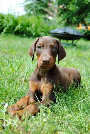 Dr certified quality healthy doberman pincher