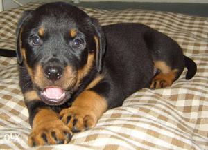 Energy full Rottweiler puppes SuperQuality
