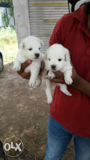Excellent quality pure white healthy Pomeranian pups for