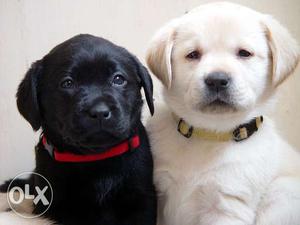 Extraordinary Labrador pup's available for sale.