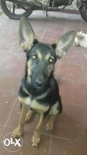 Female German shepherd 5 months Old