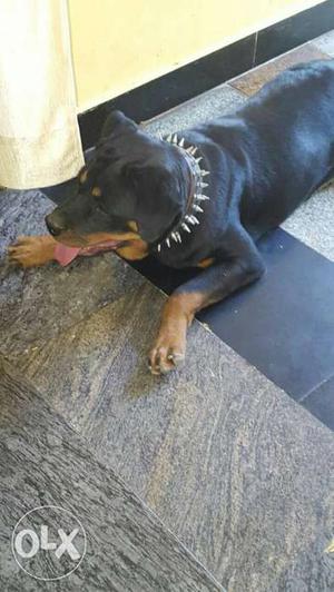 Female Rottweiler for sale 1 year old. healthy and