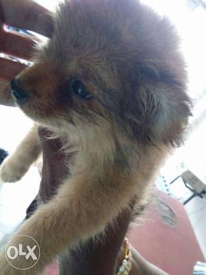 Female toy pom for sale... Anyone interested call