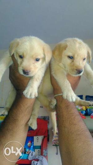 Fimale Labrador puppies available for sale