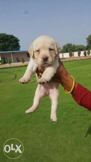 Fimale Labrador retriever puppies