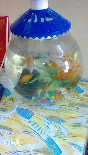 Fish bowl with motor, stones and plant for sale