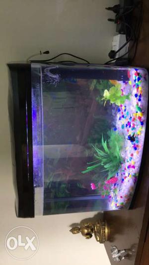Fish tank with 7 fishes