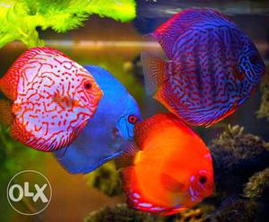 Four Blue And Orange Discus Fishes