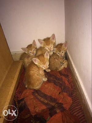 Four Orange Tabby Cat S