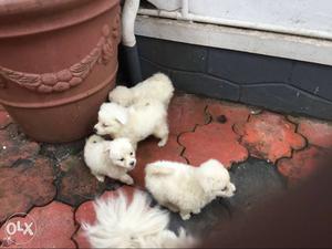 Four White Medium-coated Puppies