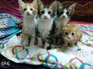 Four White, White, And Brown Short-fur Kittens