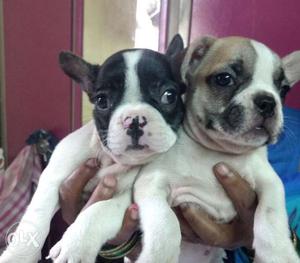 French bulldog quality puppies in Mumbai