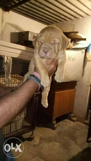French mastiff Imported Blood line puppies With Heavy