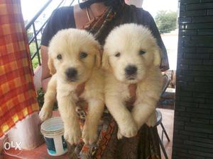 Friendly Golden male and female puppies for sales