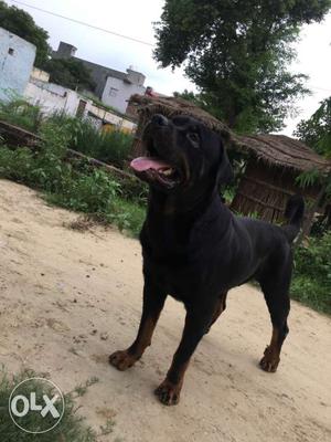 Full trained roatwiller male for sale NAME
