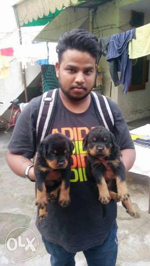 Garry KENNEL Black And Brown Rottweiler Puppies