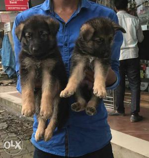 German Shepherd Puppies available male  with Kci papar