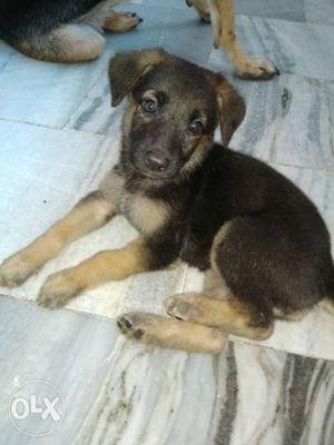 German Shepherd Puppy