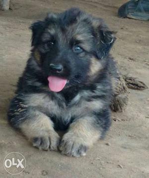 German Shepherd double coat female puppies available all