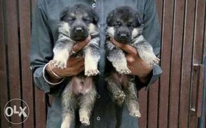 German Shepherd double coat puppies available all