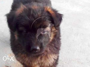 German male and female puppies best SuperQuality
