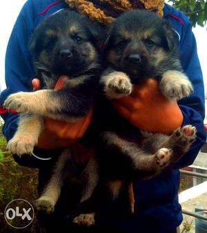 German shepherd Puppies. consistently providing you puppies