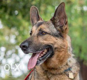 German shepherd male want female for crossing