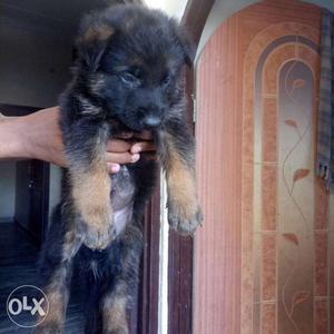 German shepherd super puppies