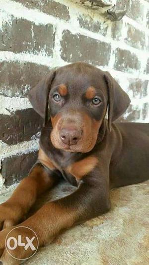 Giant size dabble bone doberman female puppy