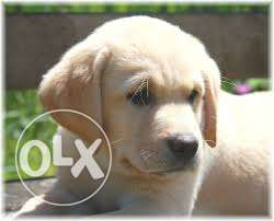 Golden Labrador retriever puppies available