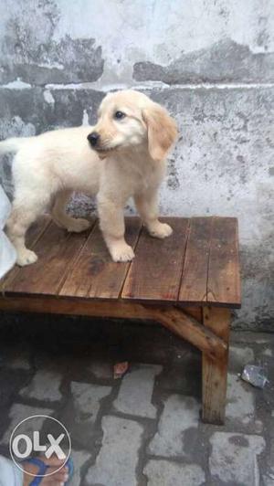 Golden Retriever Puppy FM for sale one vaccination deverming