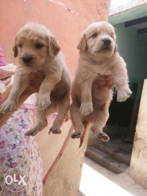 Golden retriever heavy and healthy puppies top
