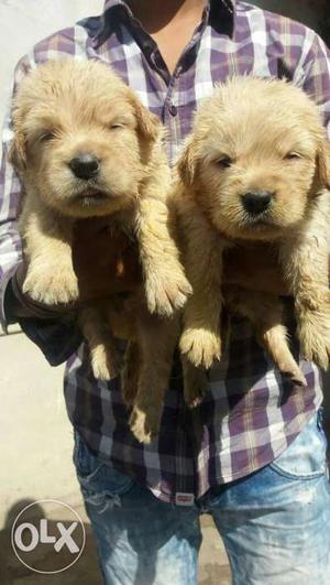Golden retriever male puppies available all