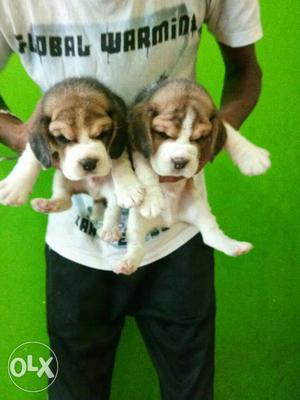 Good quality Beagle & pug Puppies