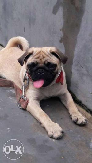 Good quality PUG male 7 month for sale