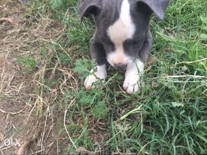 Gray And White American Pitbull Terrier Puppy