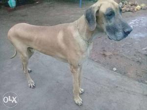 Great dane for sale