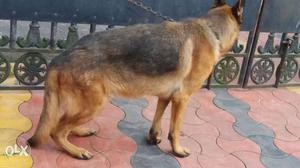 Gsd Male Two And Half Yr Imported Linege